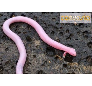 Ini Dia Makhluk Unik Campuran Kadal dan Ular | Judi Blackjack Online | Bandar Blackjack